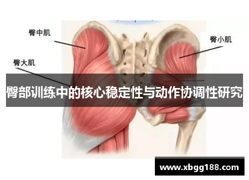 臀部训练中的核心稳定性与动作协调性研究